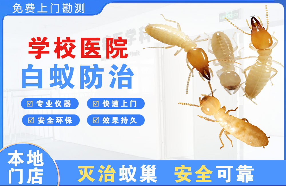 上杭学校医院白蚁防治
